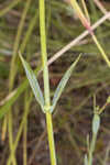 Largeleaf rose gentian